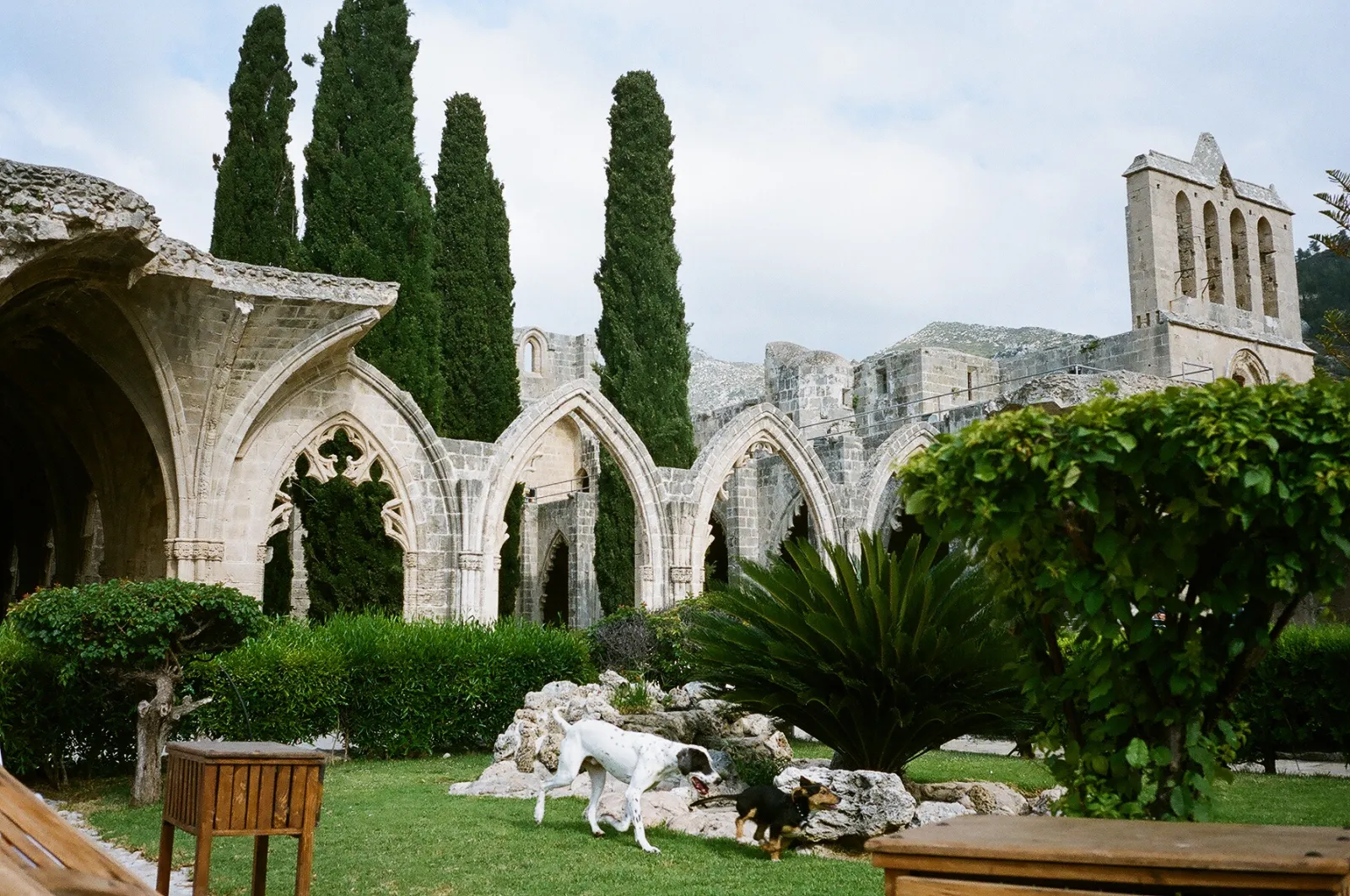 Bellapais Manastırı'nın gotik kemerleri ve bahçesindeki selviler, Girne yakınında